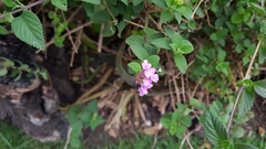 Magnoliopsida