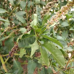 Phytolacca icosandra