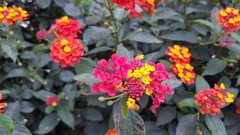 Lantana