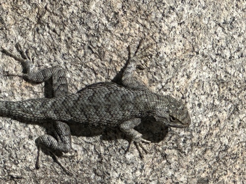 iNaturalist observation photo of Western Fence Lizard
