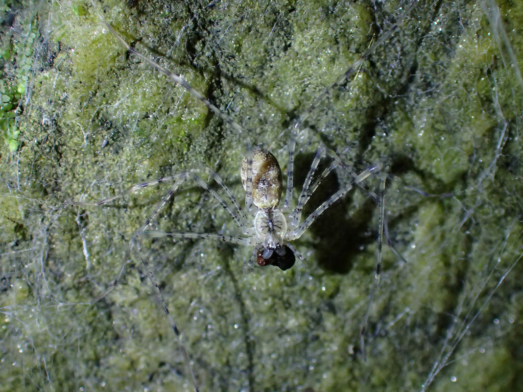 Hypochilus coylei