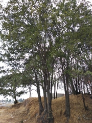 Quercus crassipes