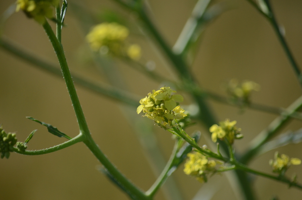 Sisymbrieae