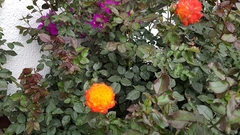 Rosa