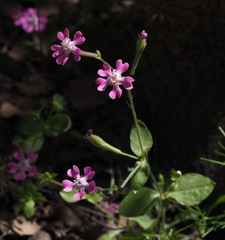 Silene aegyptiaca