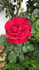 Rosa