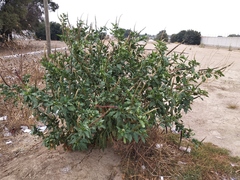 Phytolacca icosandra