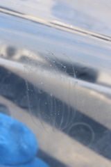 Bolinopsis microptera