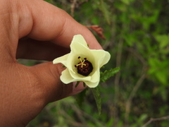 Hibiscus acicularis