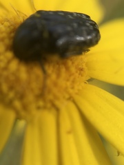 Oxythyrea