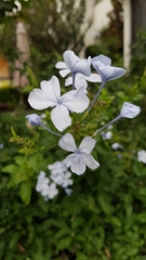 Plumbago auriculata