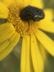 Oxythyrea