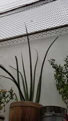 Agave