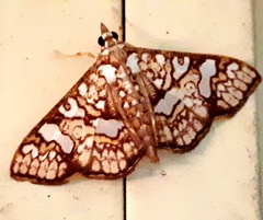 Glyphodes canthusalis