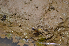 Sceliphron fistularium