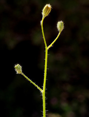 Hypochaeris achyrophorus