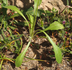 Hypochaeris achyrophorus