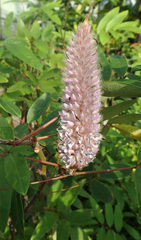 Uraria crinita
