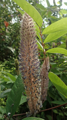 Uraria crinita