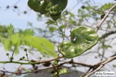 Enterolobium cyclocarpum