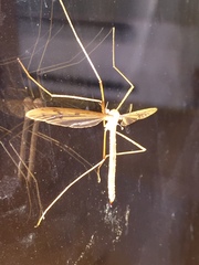 Tricyphona