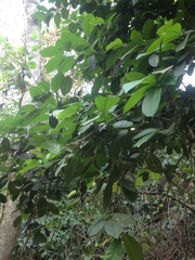 Ehretia tinifolia