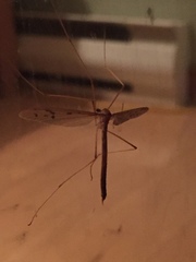 Tricyphona