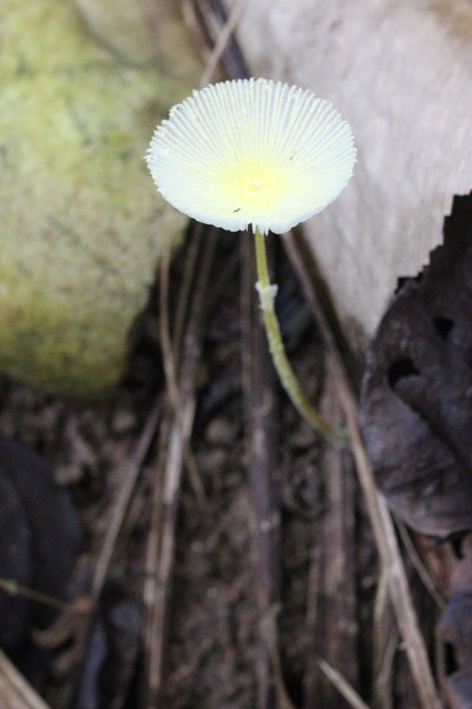 Leucocoprinus fragilissimus · April 2024 · photo: © patricia_mees (iNaturalist, cc-by)
