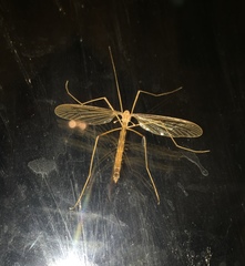 Tricyphona