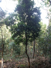 Ehretia tinifolia