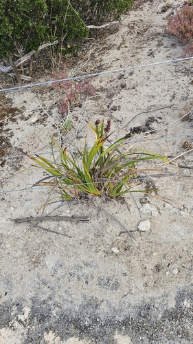 Image of Coast Sword-Sedge (Lepidosperma gladiatum) by (c) Rosalie Lawrence, some rights reserved (CC BY)