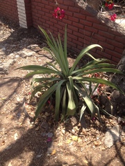 Agave vivipara