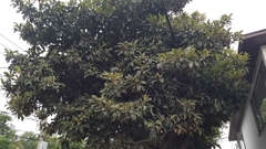 Eriobotrya japonica