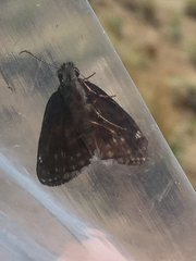 Erynnis pacuvius