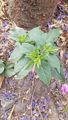 Mirabilis jalapa