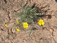 Tetraneuris argentea