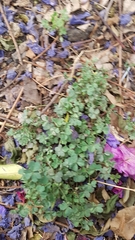 Oxalis