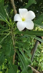 Plumeria pudica