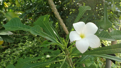 Plumeria pudica