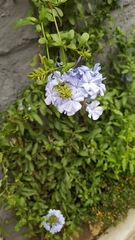 Plumbago auriculata