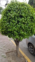 Ficus benjamina