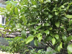 Dendrotrophe varians