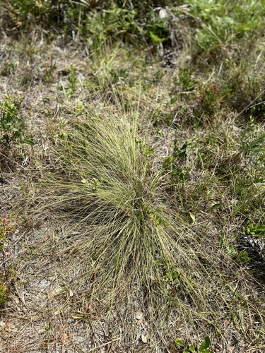 Aristida beyrichiana, photograph 5