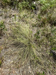 Aristida beyrichiana, photograph Karen Guin, CC BY, iNaturalist via GBIF