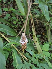 Alpinia kawakamii