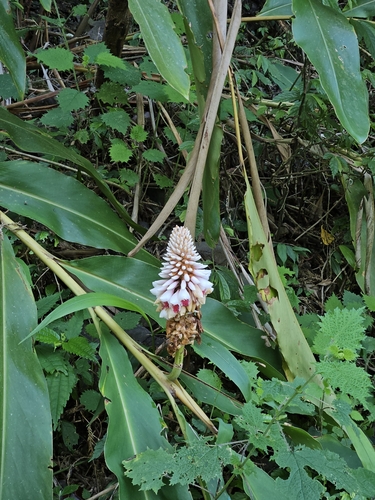 Alpinia kawakamii, photograph 2