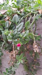 Mesembryanthemum cordifolium