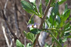 Solanum guineense