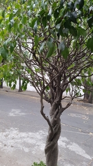 Ficus benjamina