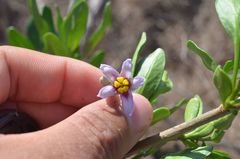 Solanum guineense